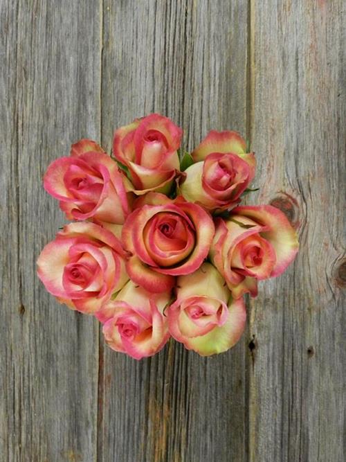PRIME TIME  BI-COLOR WHITE/HOT PINK/GREEN ROSES